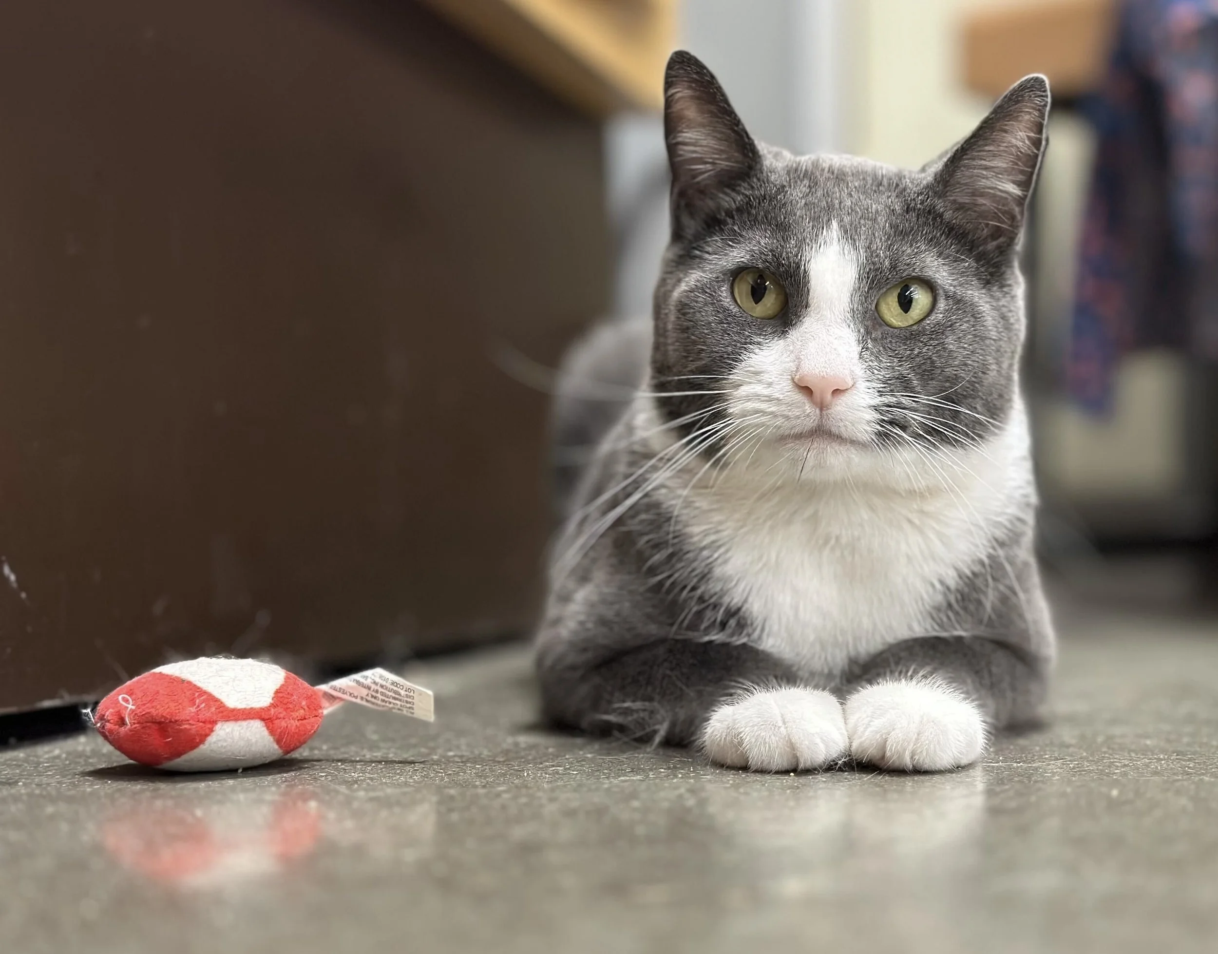 She nursed 14 orphaned kittens